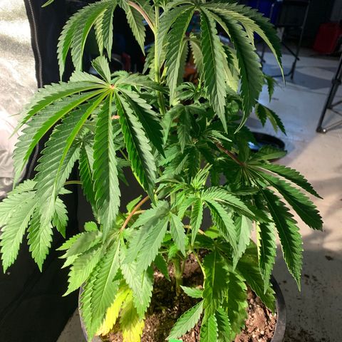 Bruce banger 3 growlog timeline photo