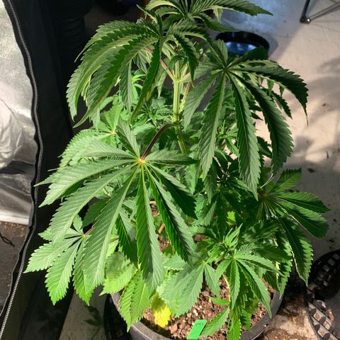 Bruce banger 3 growlog timeline photo