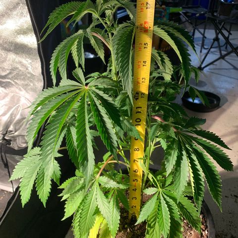 Bruce banger 3 growlog timeline photo