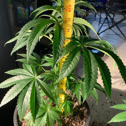 Redbeards cookies 2 growlog timeline photo