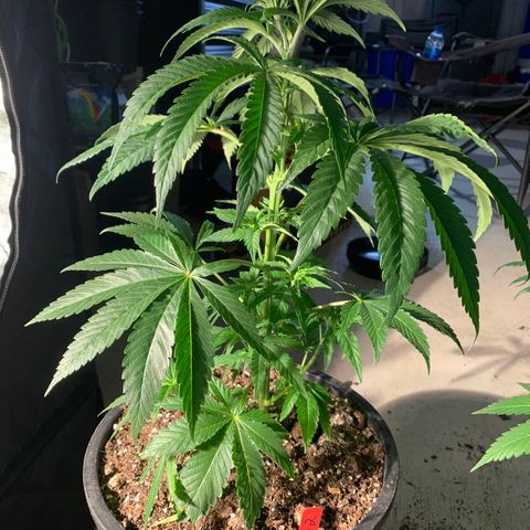 Redbeards cookies 2 growlog timeline photo