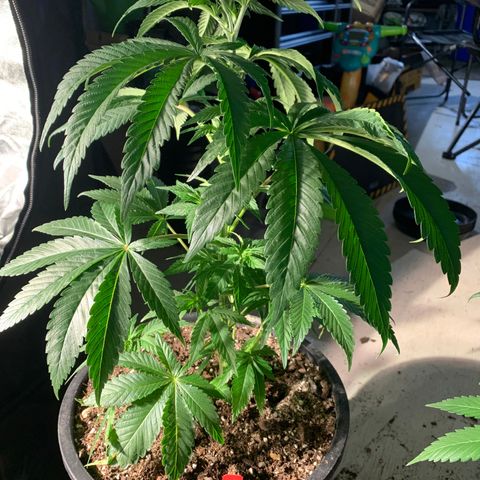 Redbeards cookies 2 growlog timeline photo