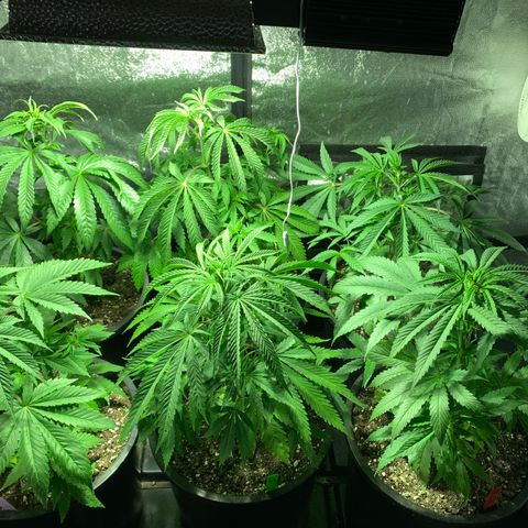 Redbeards cookies 2 growlog timeline photo