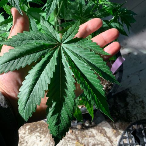 Wedding cake growlog timeline photo