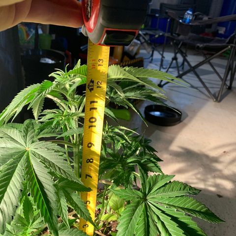 Wedding cake growlog timeline photo