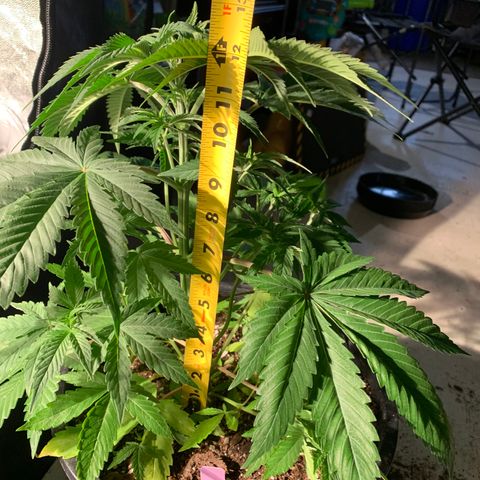 Wedding cake growlog timeline photo