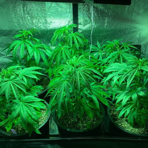 Wedding cake growlog timeline photo