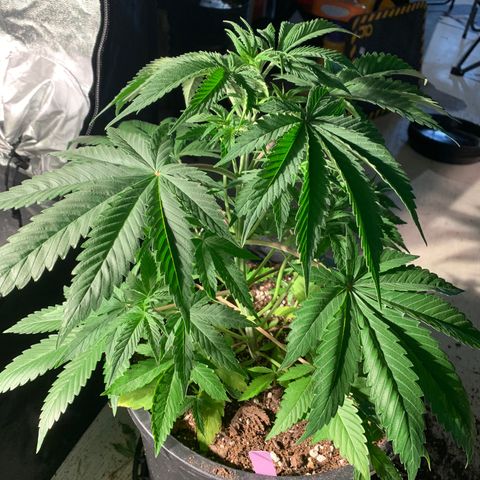 Wedding cake growlog timeline photo