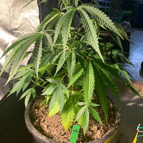 Bruce banger 1 growlog timeline photo