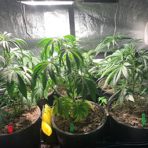 Bruce banger 1 growlog timeline photo