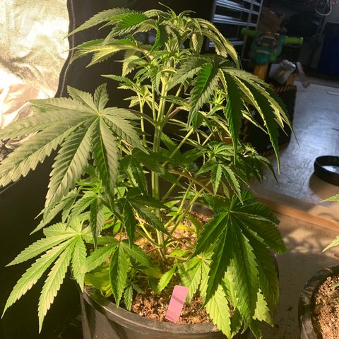 Wedding cake growlog timeline photo