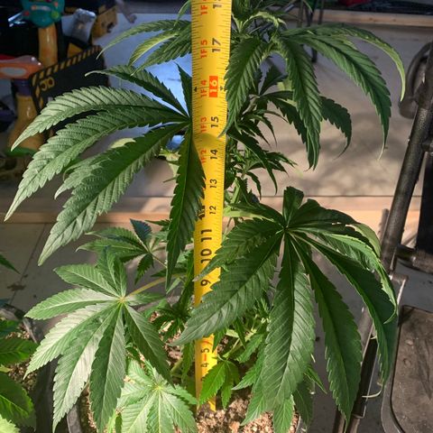 Redbeards cookies 2 growlog timeline photo