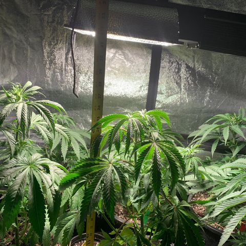 Bruce banger 1 growlog timeline photo
