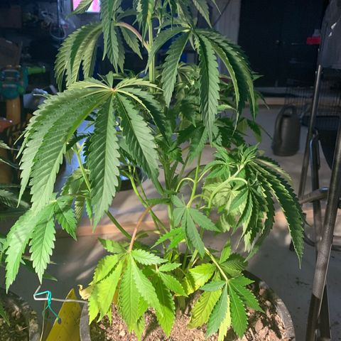 Bruce banger 3 growlog timeline photo