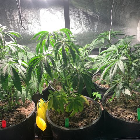 Bruce banger 1 growlog timeline photo