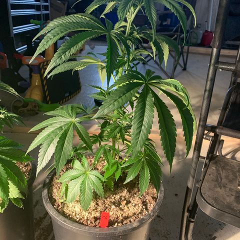 Redbeards cookies 2 growlog timeline photo