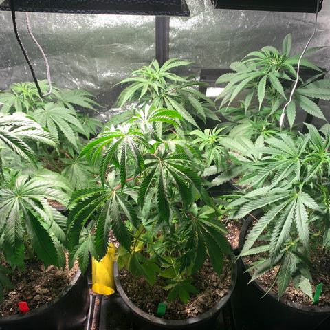 Bruce banger 1 growlog timeline photo