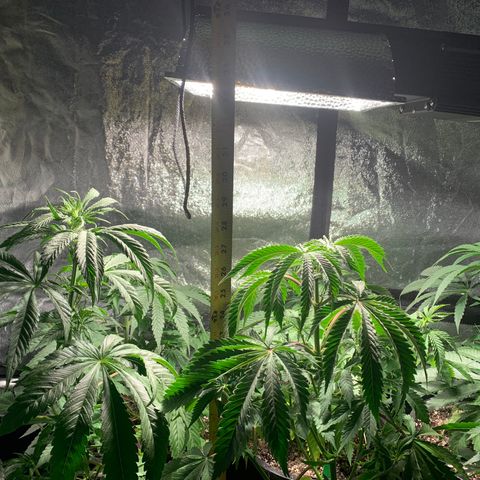 Bruce banger 1 growlog timeline photo