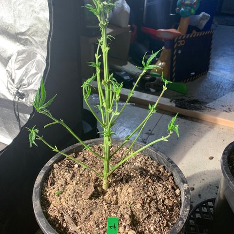 Bruce banger 1 growlog timeline photo
