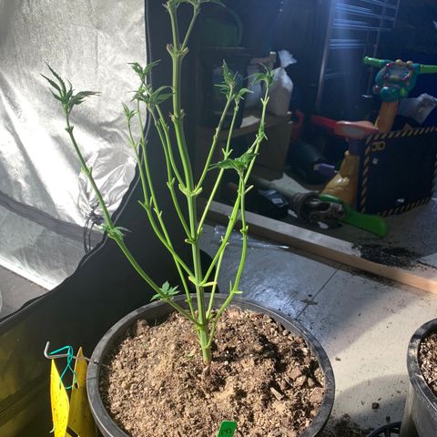 Bruce banger 3 growlog timeline photo