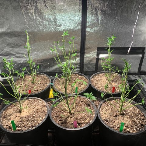 Bruce banger 3 growlog timeline photo