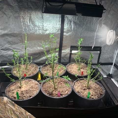 Bruce banger 3 growlog timeline photo