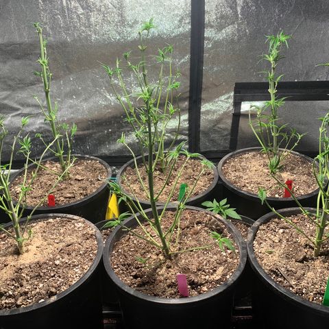 Bruce banger 3 growlog timeline photo