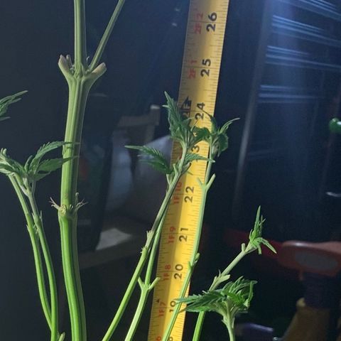 Bruce banger 3 growlog timeline photo