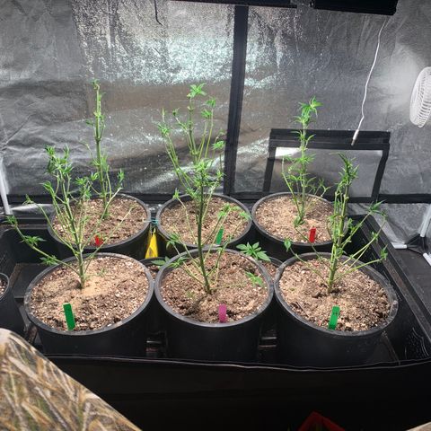Redbeards cookies 2 growlog timeline photo