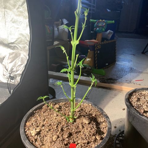 Redbeards cookies 2 growlog timeline photo