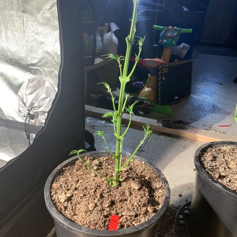 Redbeards cookies 2 growlog timeline photo