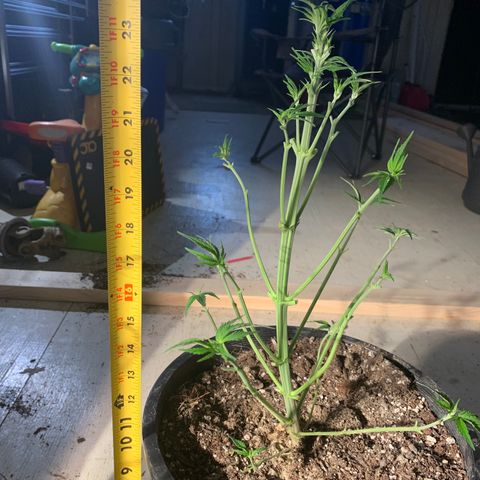 Wedding cake growlog timeline photo
