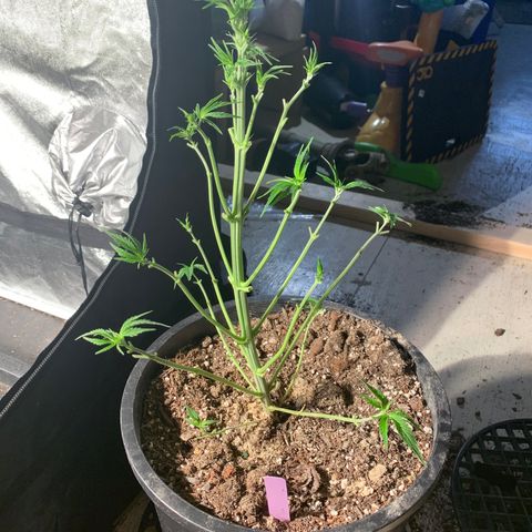 Wedding cake growlog timeline photo