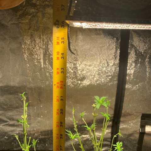 Wedding cake growlog timeline photo