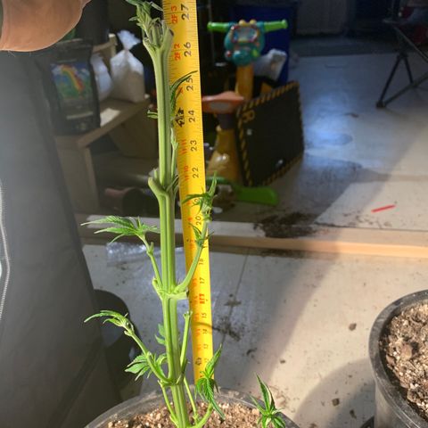 Redbeards cookies 2 growlog timeline photo