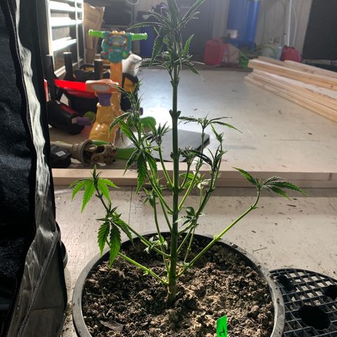 Bruce banger 1 growlog timeline photo
