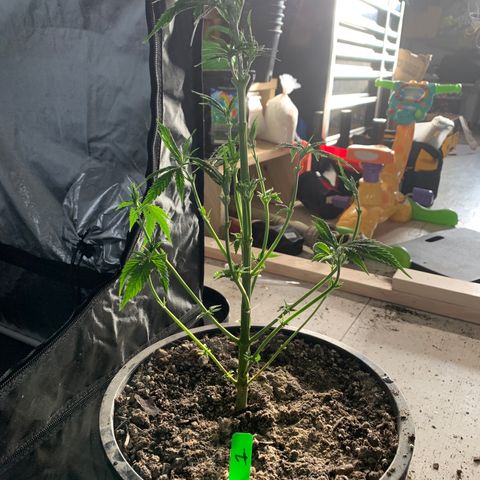 Bruce banger 1 growlog timeline photo