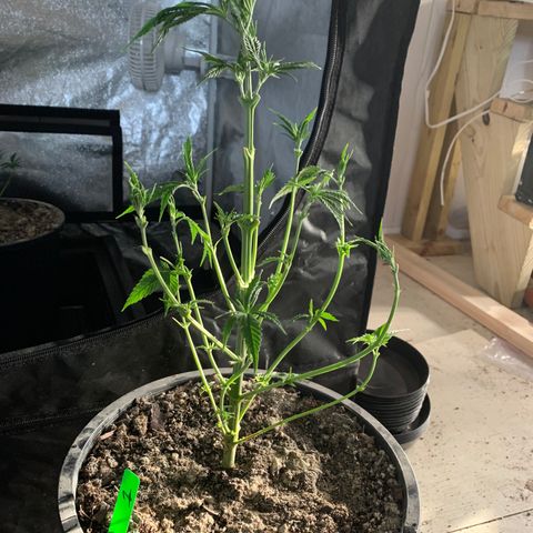 Bruce banger 1 growlog timeline photo