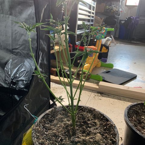 Bruce banger 3 growlog timeline photo