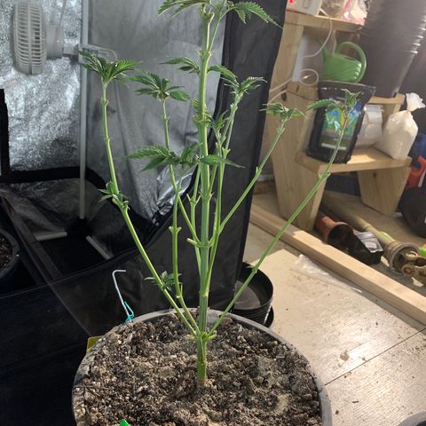 Bruce banger 3 growlog timeline photo