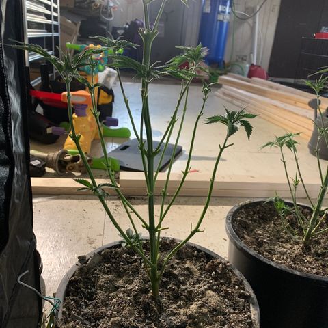 Bruce banger 3 growlog timeline photo