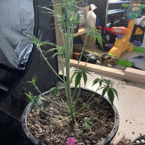 Wedding cake growlog timeline photo
