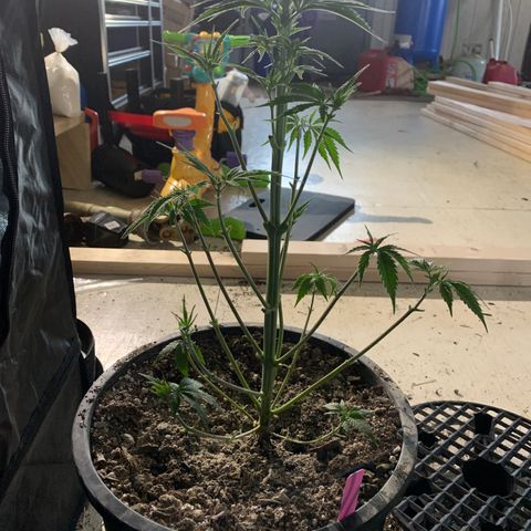 Wedding cake growlog timeline photo