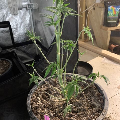 Wedding cake growlog timeline photo