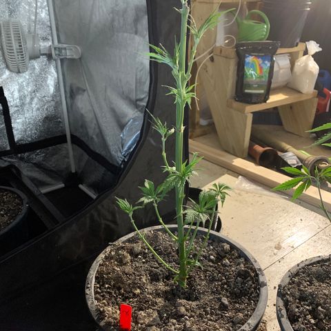 Redbeards cookies 2 growlog timeline photo