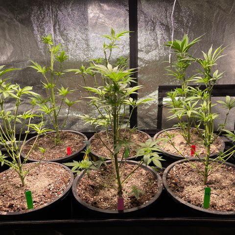 Bruce banger 1 growlog timeline photo