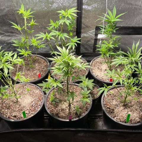 Bruce banger 1 growlog timeline photo