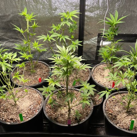 Wedding cake growlog timeline photo