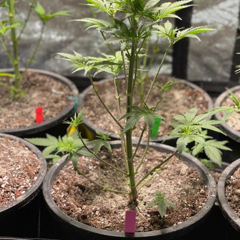 Wedding cake growlog timeline photo