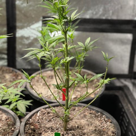 Bruce banger 1 growlog timeline photo